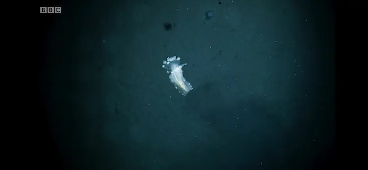 Sea slug sp. () as shown in Blue Planet II - The Deep